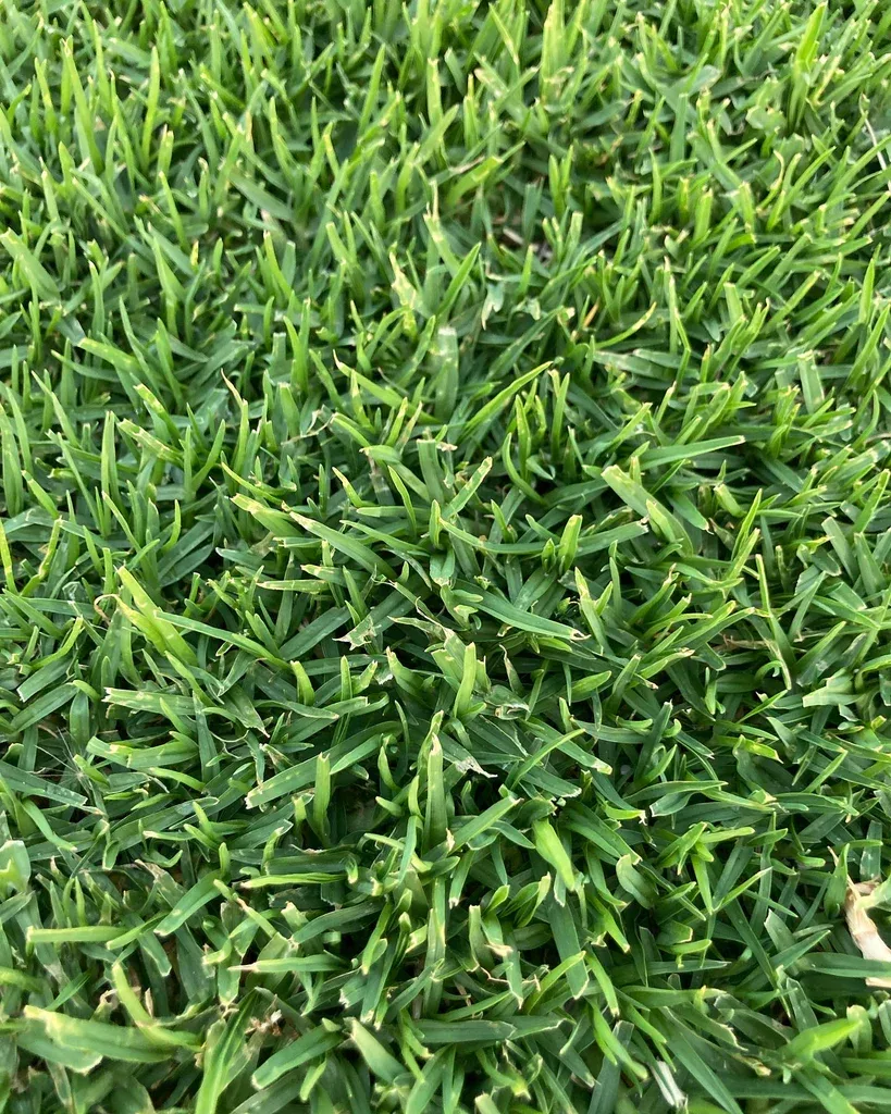Kikuyu turf for Perth lawns