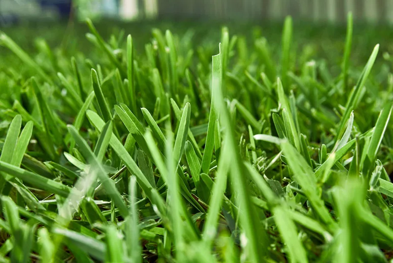 Soft Leaf Buffalo turf for Perth lawns