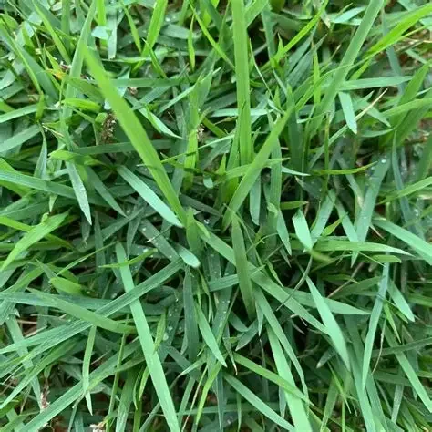 Wintergreen Couch turf for Perth lawns